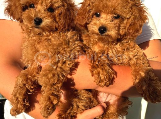 Toy Poodle Sevi̇mli̇ Yavrular Ev Üreti̇mi̇
