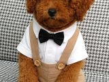 Toy Poodle Sevi̇mli̇ Yavrular Ev Üreti̇mi̇