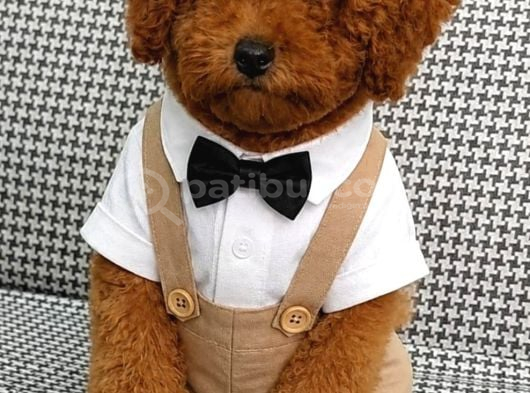 Toy Poodle Sevi̇mli̇ Yavrular Ev Üreti̇mi̇ görsel