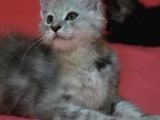 12 Yıllık Tecrube Ile Safkan Maine Coon