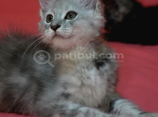 12 Yıllık Tecrube Ile Safkan Maine Coon görsel