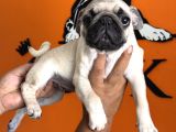 Sevimli Zeki Irk Pug