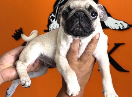 Sevimli Zeki Irk Pug görsel