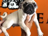Sevimli Zeki Irk Pug