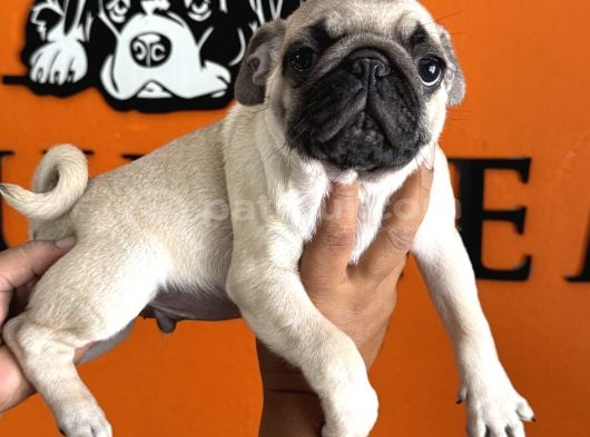Sevimli Zeki Irk Pug görsel