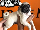 Sevimli Zeki Irk Pug