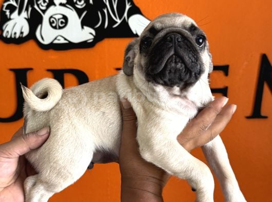 Sevimli Zeki Irk Pug görsel