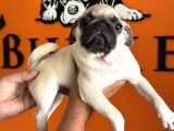 Sevimli Zeki Irk Pug
