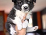 En Güzel Haliyle Border Collie