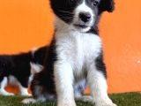 En Güzel Haliyle Border Collie