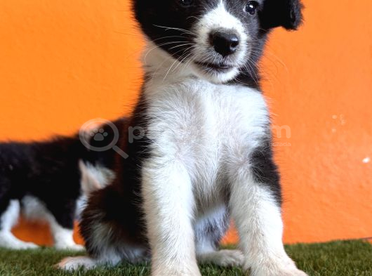 En Güzel Haliyle Border Collie görsel