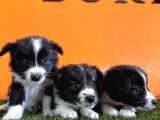 En Güzel Haliyle Border Collie
