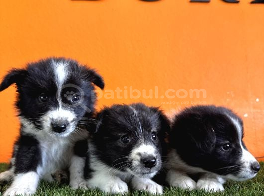En Güzel Haliyle Border Collie görsel