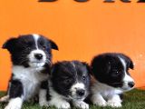 En Güzel Haliyle Border Collie