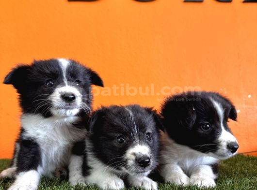 En Güzel Haliyle Border Collie görsel