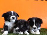 En Güzel Haliyle Border Collie