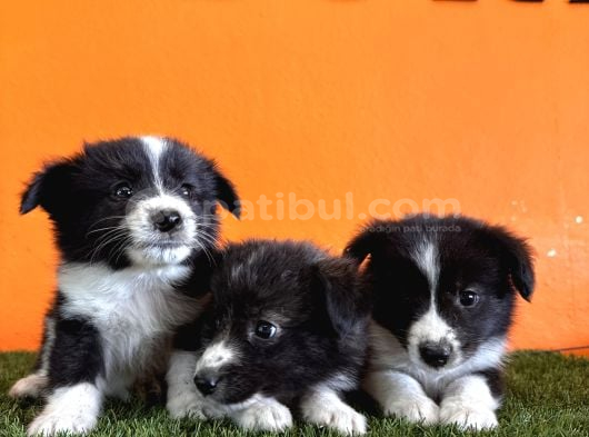 En Güzel Haliyle Border Collie