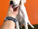 Farklılık Arayana Labrador Retriever