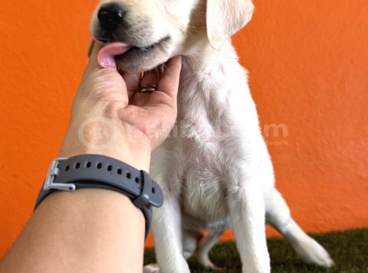 Farklılık Arayana Labrador Retriever görsel