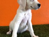 Farklılık Arayana Labrador Retriever