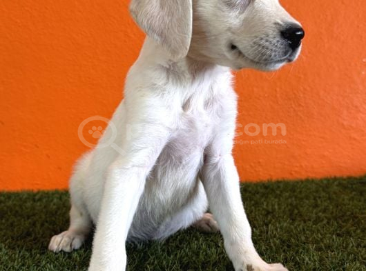 Farklılık Arayana Labrador Retriever görsel