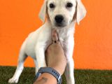 Farklılık Arayana Labrador Retriever
