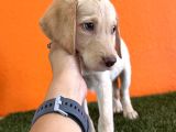 Farklılık Arayana Labrador Retriever