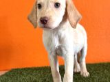 Farklılık Arayana Labrador Retriever