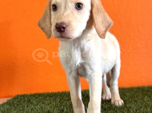 Farklılık Arayana Labrador Retriever görsel