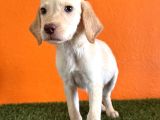 Farklılık Arayana Labrador Retriever