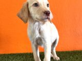Farklılık Arayana Labrador Retriever