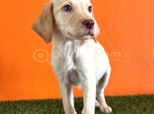 Farklılık Arayana Labrador Retriever