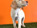 Farklılık Arayana Labrador Retriever