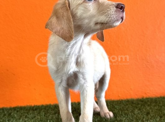 Farklılık Arayana Labrador Retriever görsel