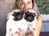 Sevimli Zeki Irk Pug