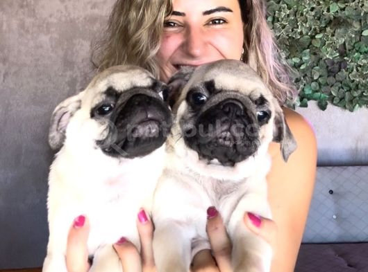 Sevimli Zeki Irk Pug