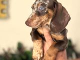 Çi̇ftli̇ği̇mi̇zden Özel Dacshund Bebekler A Kali̇te