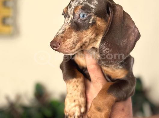 Çi̇ftli̇ği̇mi̇zden Özel Dacshund Bebekler A Kali̇te