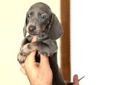 Çi̇ftli̇ği̇mi̇zden Özel Dacshund Bebekler A Kali̇te