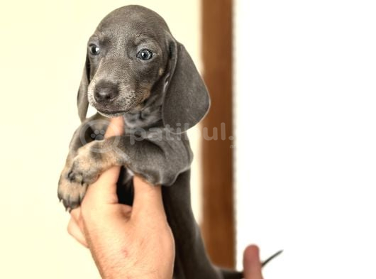 Çi̇ftli̇ği̇mi̇zden Özel Dacshund Bebekler A Kali̇te görsel