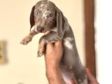 Çi̇ftli̇ği̇mi̇zden Özel Dacshund Bebekler A Kali̇te