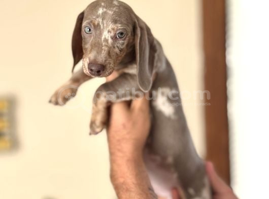 Çi̇ftli̇ği̇mi̇zden Özel Dacshund Bebekler A Kali̇te görsel