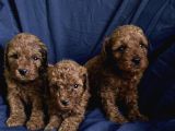 A Kalite Kıvırcık Toy Poodle Bebekler Teslime Hazır