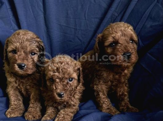 A Kalite Kıvırcık Toy Poodle Bebekler Teslime Hazır görsel