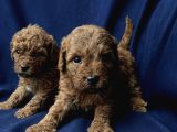 A Kalite Kıvırcık Toy Poodle Bebekler Teslime Hazır
