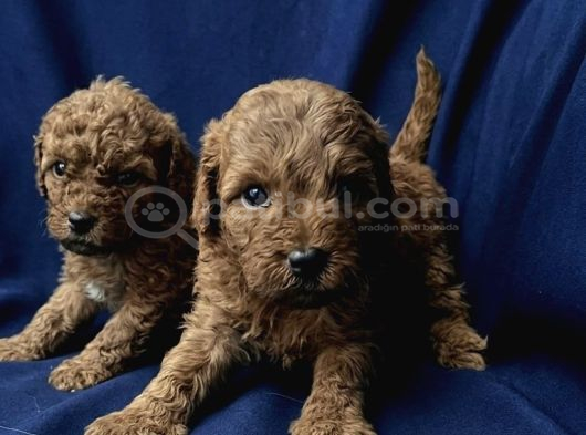 A Kalite Kıvırcık Toy Poodle Bebekler Teslime Hazır