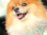 Pomerian Erkek