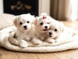 Core Tescup Maltese Bebekler