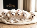 Core Tescup Maltese Bebekler