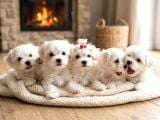 Core Tescup Maltese Bebekler